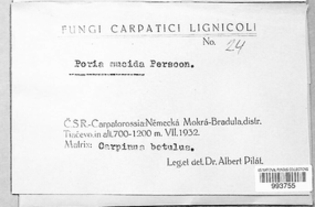 Poria mucida image